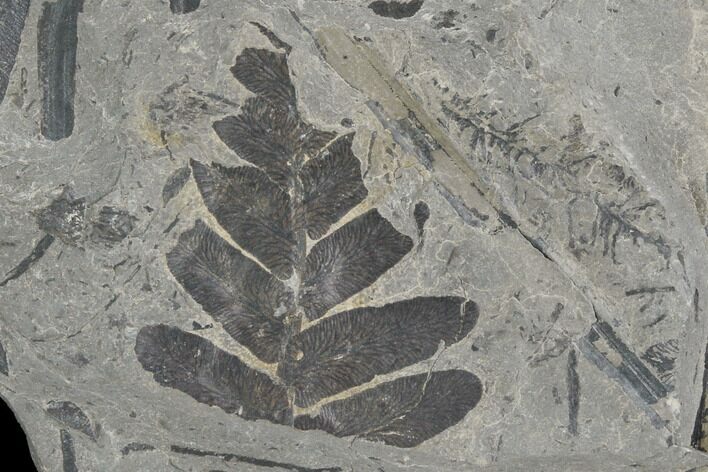 Pennsylvanian Fossil Fern (Neuropteris) Plate - Kentucky #126238